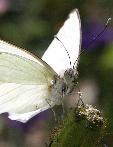 Metamorphose